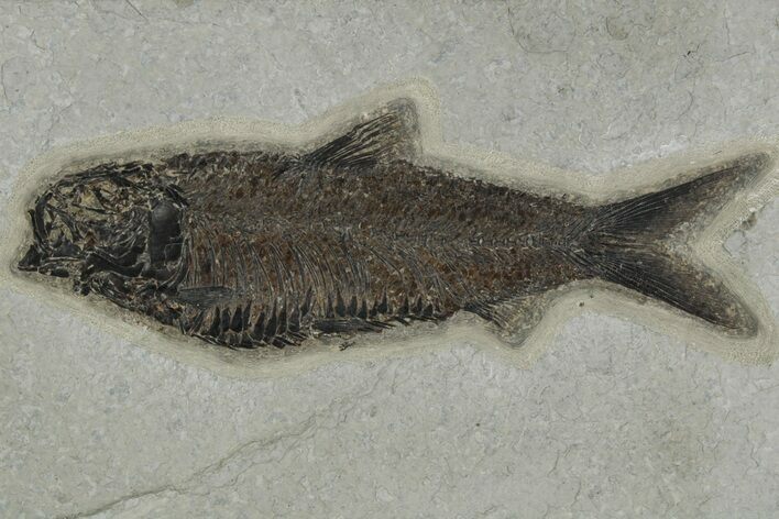 Large, Fossil Fish (Knightia) - Green River Formation #189262